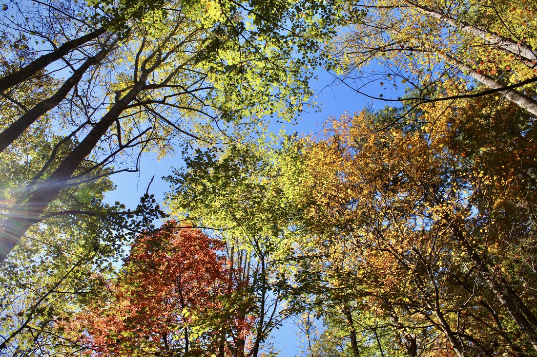 Looking up through fall trees in yellow, orange and green against a blue sky