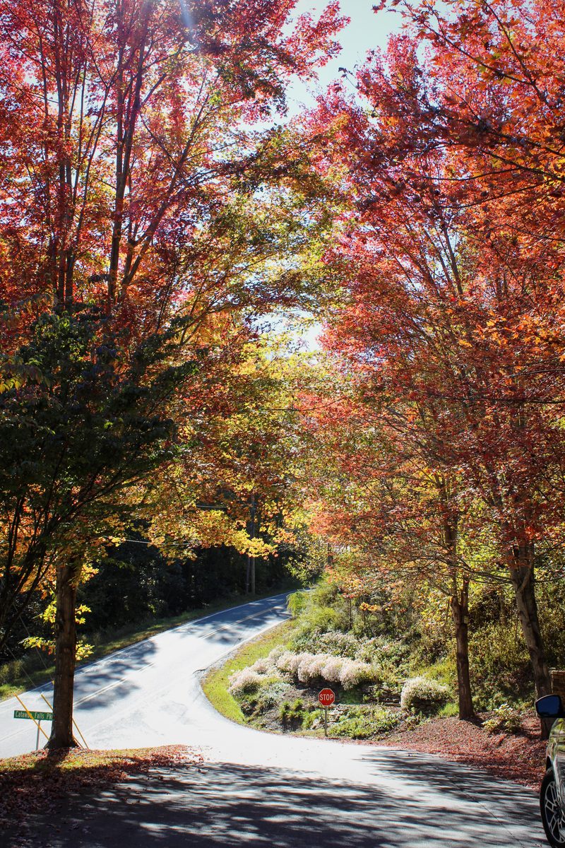 A winding road through trees in full red and orange fall color